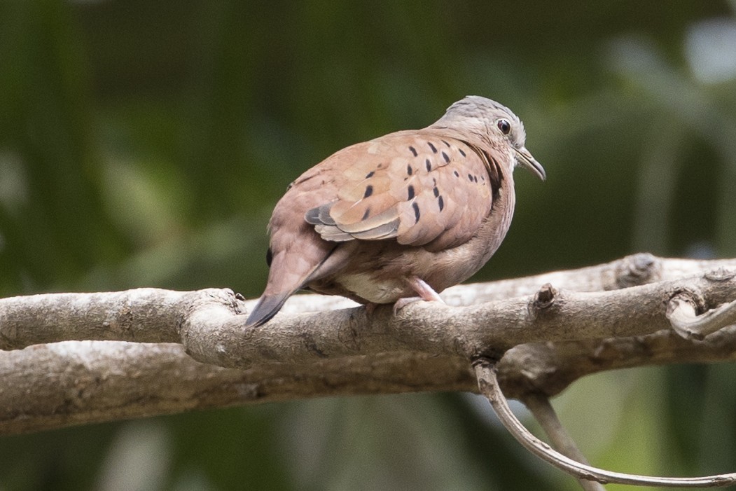 Ruddy Ground Dove - ML147664881