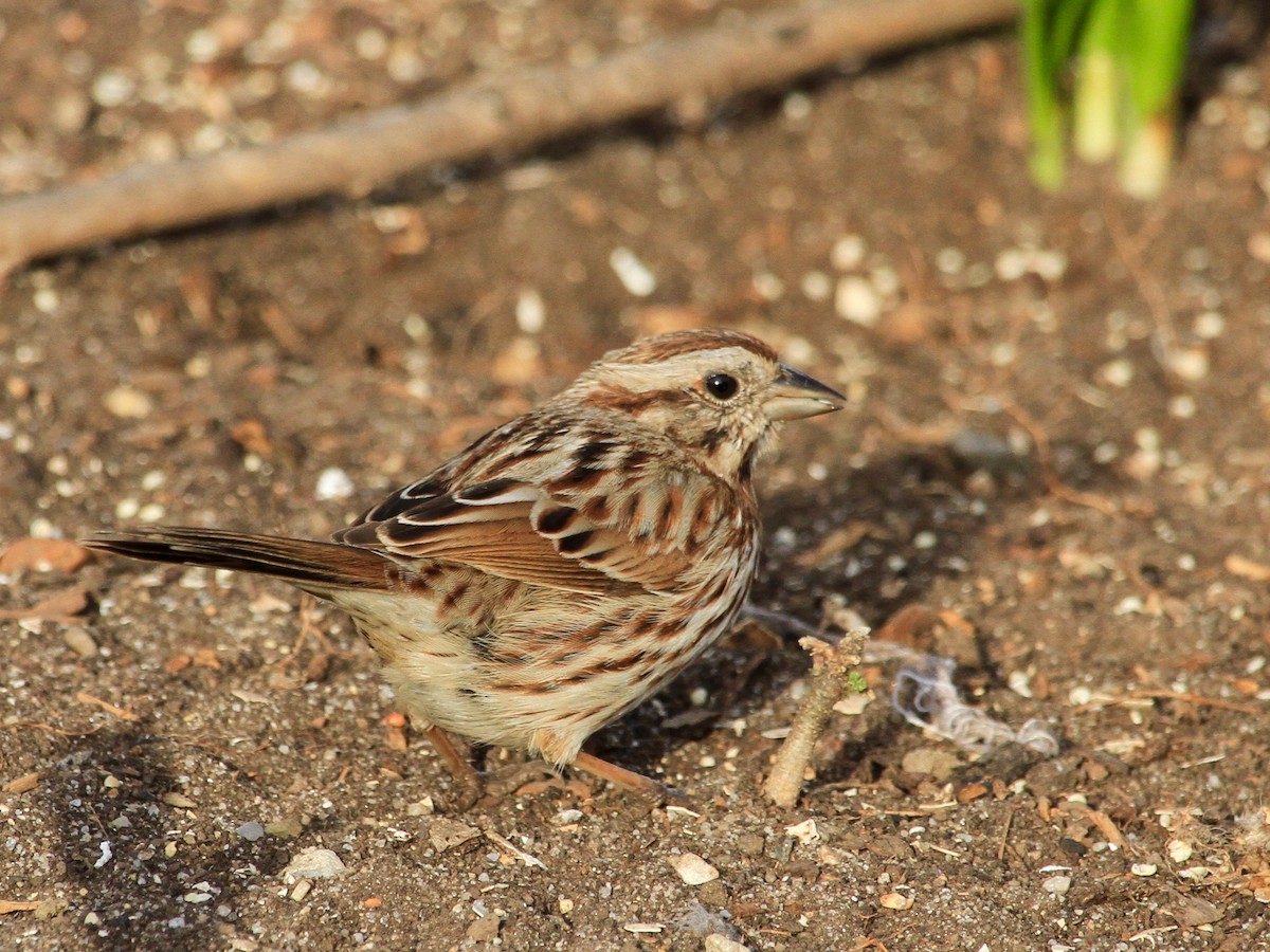 Song Sparrow - ML147665681