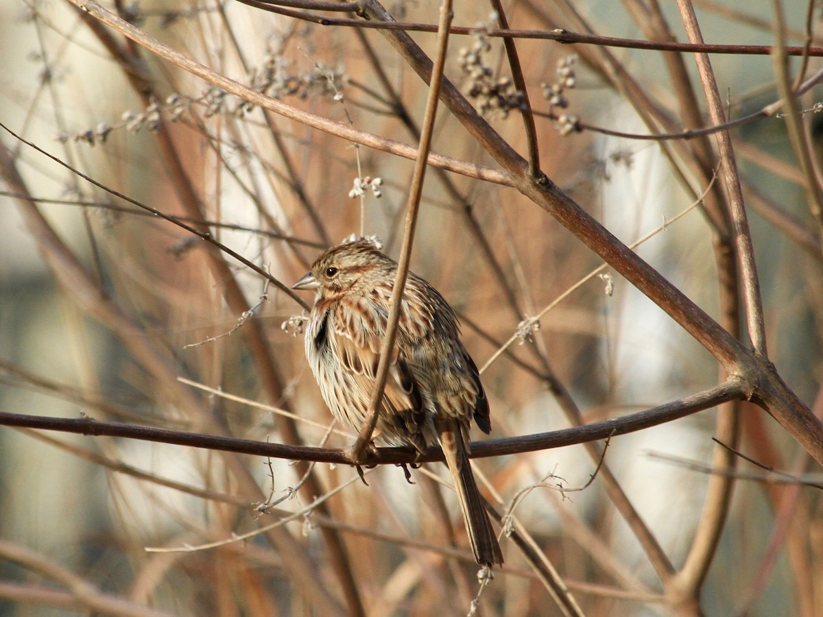 Song Sparrow - ML147665691