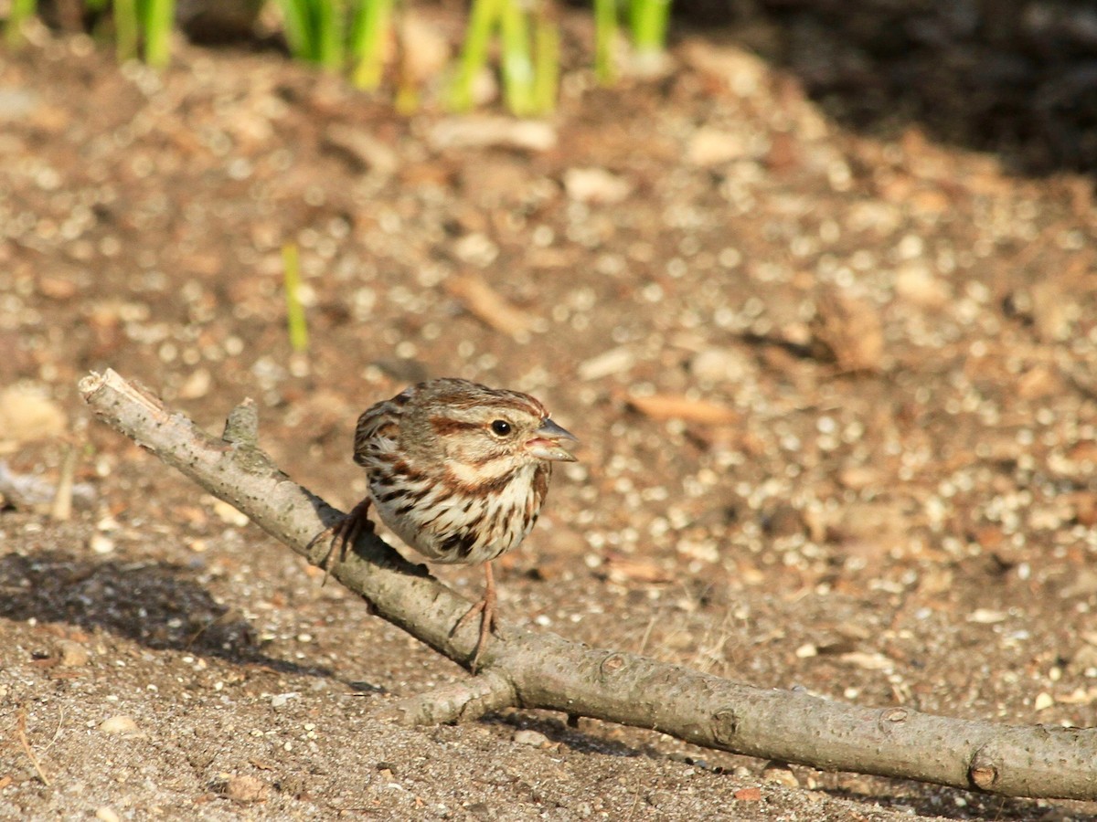 Song Sparrow - ML147665701