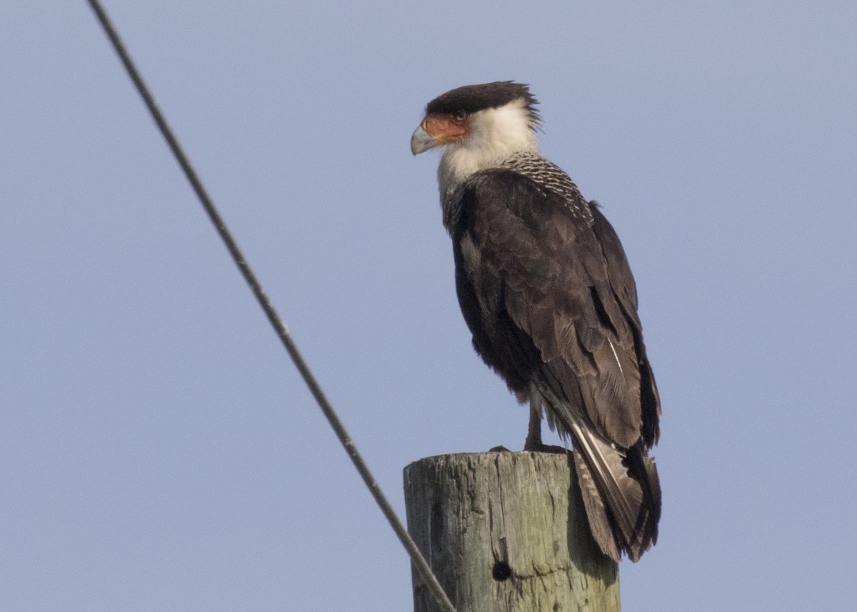 Crested Caracara (Northern) - ML147665921