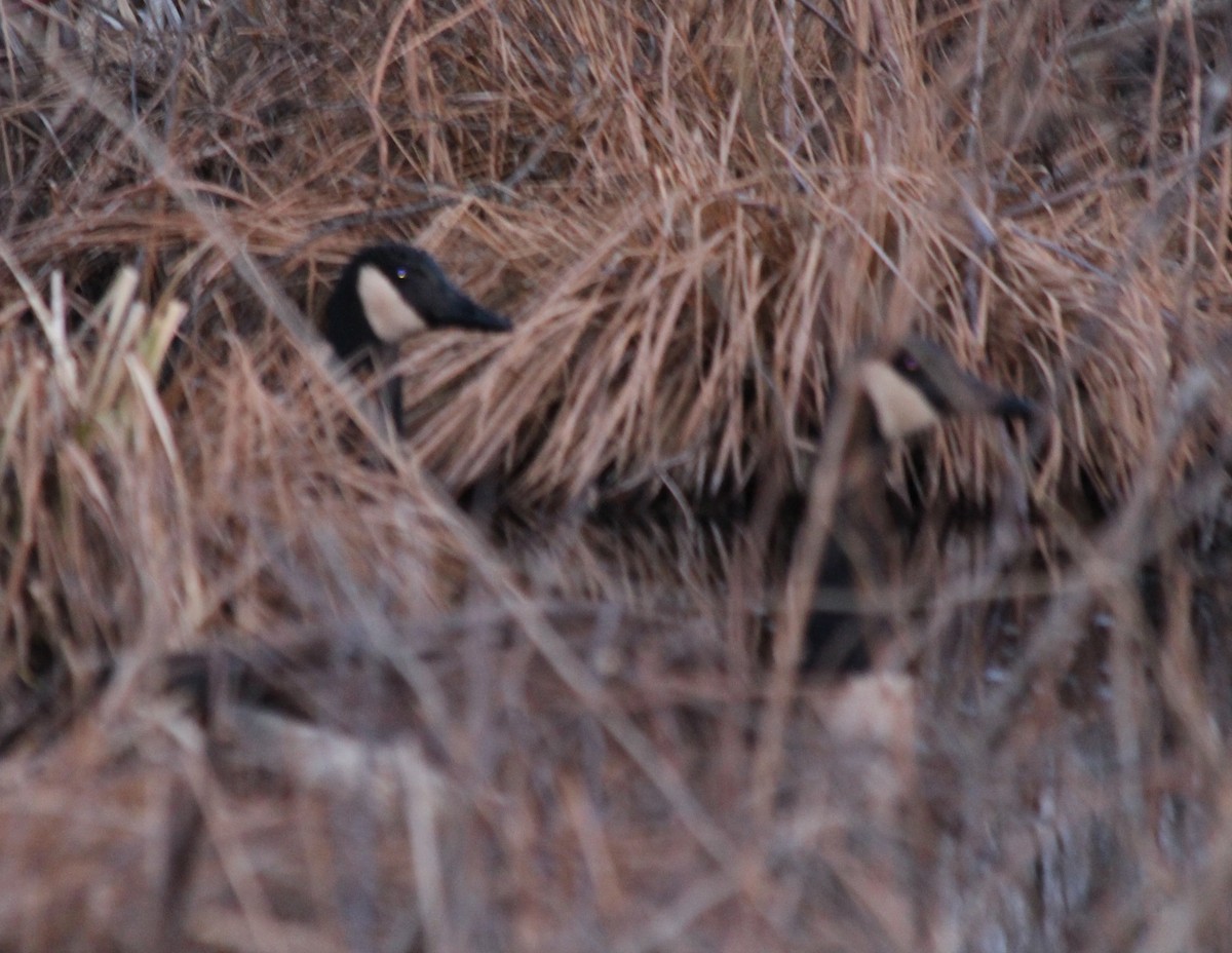 Canada Goose - ML147667541