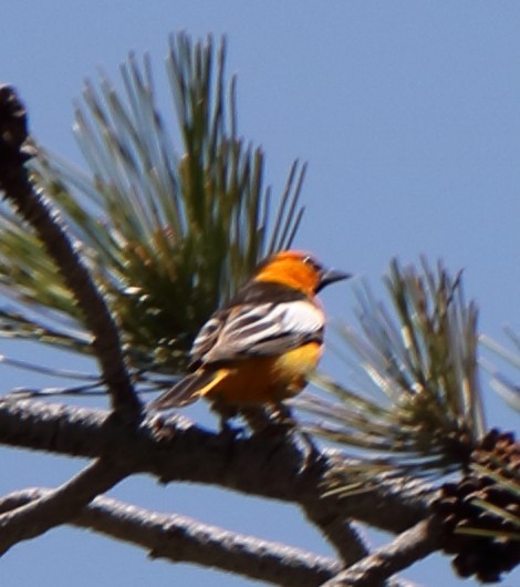 Bullock's Oriole - ML147668711