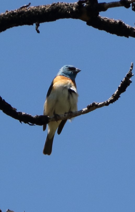 Lazuli Bunting - ML147668781