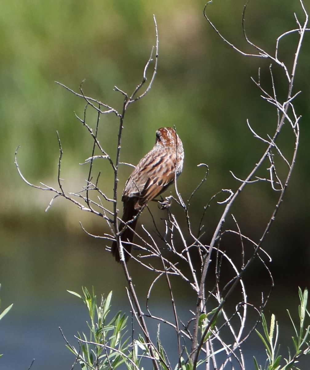 Song Sparrow - ML147669131