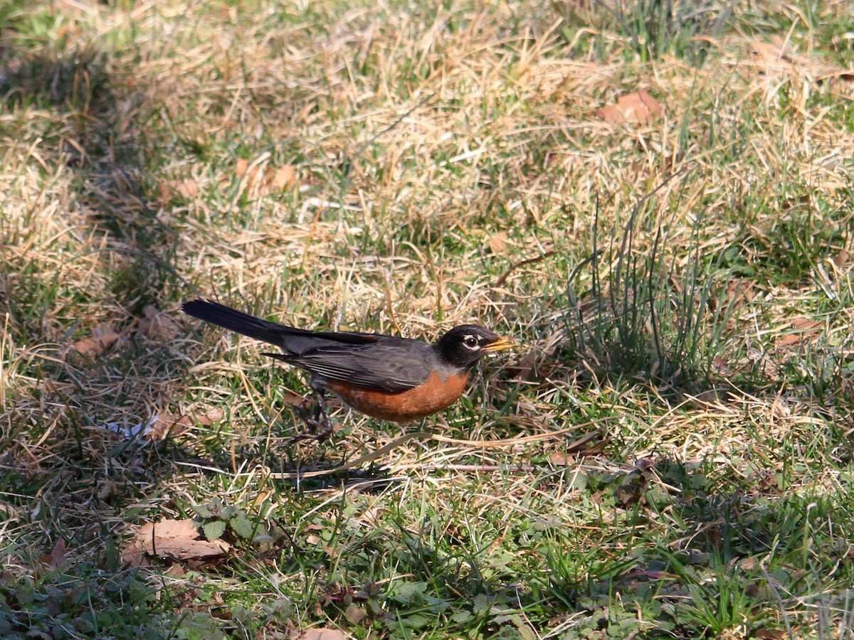 American Robin - ML147669191