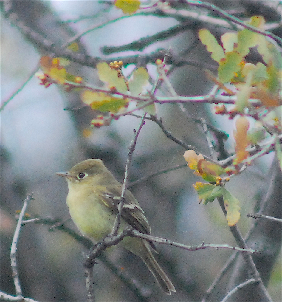 Western Flycatcher (Pacific-slope) - ML147669291