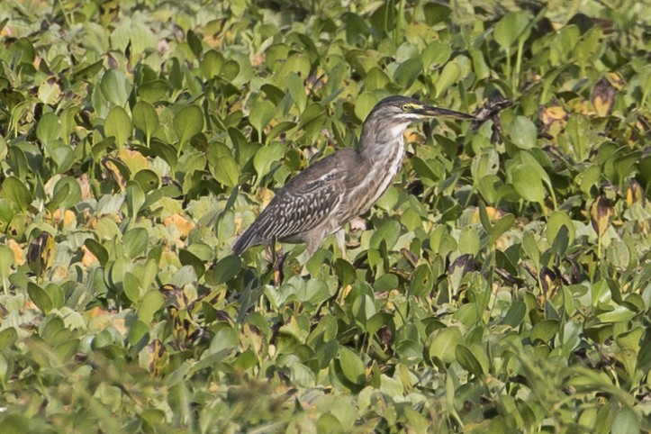 Striated Heron - ML147669371