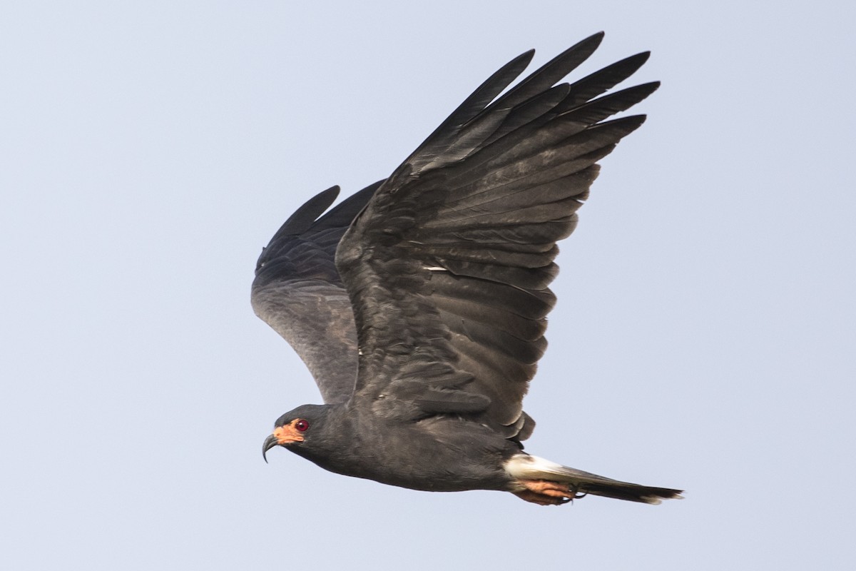 Snail Kite - Robert Lockett