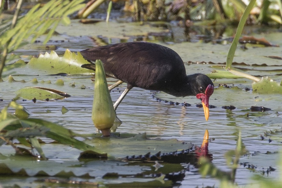 Wattled Jacana - ML147669651