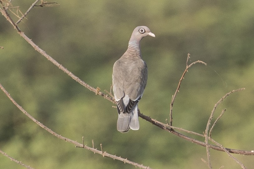 Pigeon jounud - ML147669911