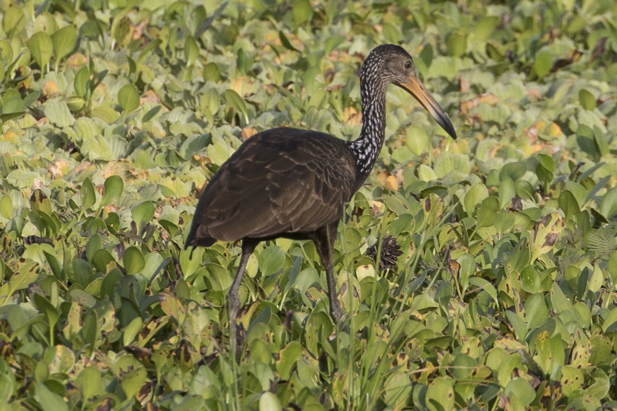 Limpkin - ML147670051