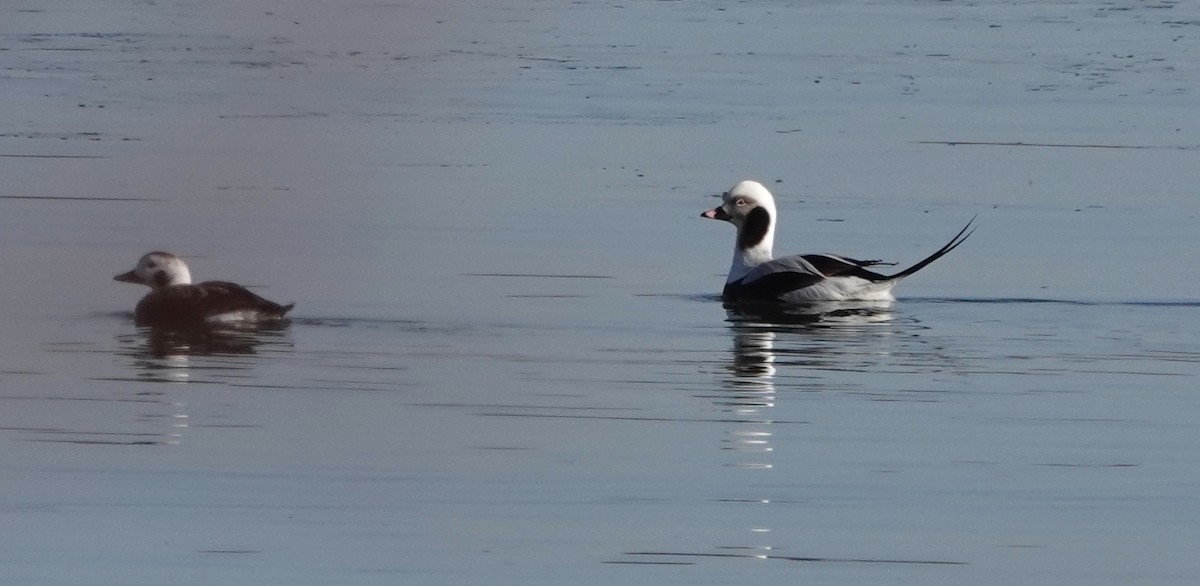 Long-tailed Duck - ML147670181