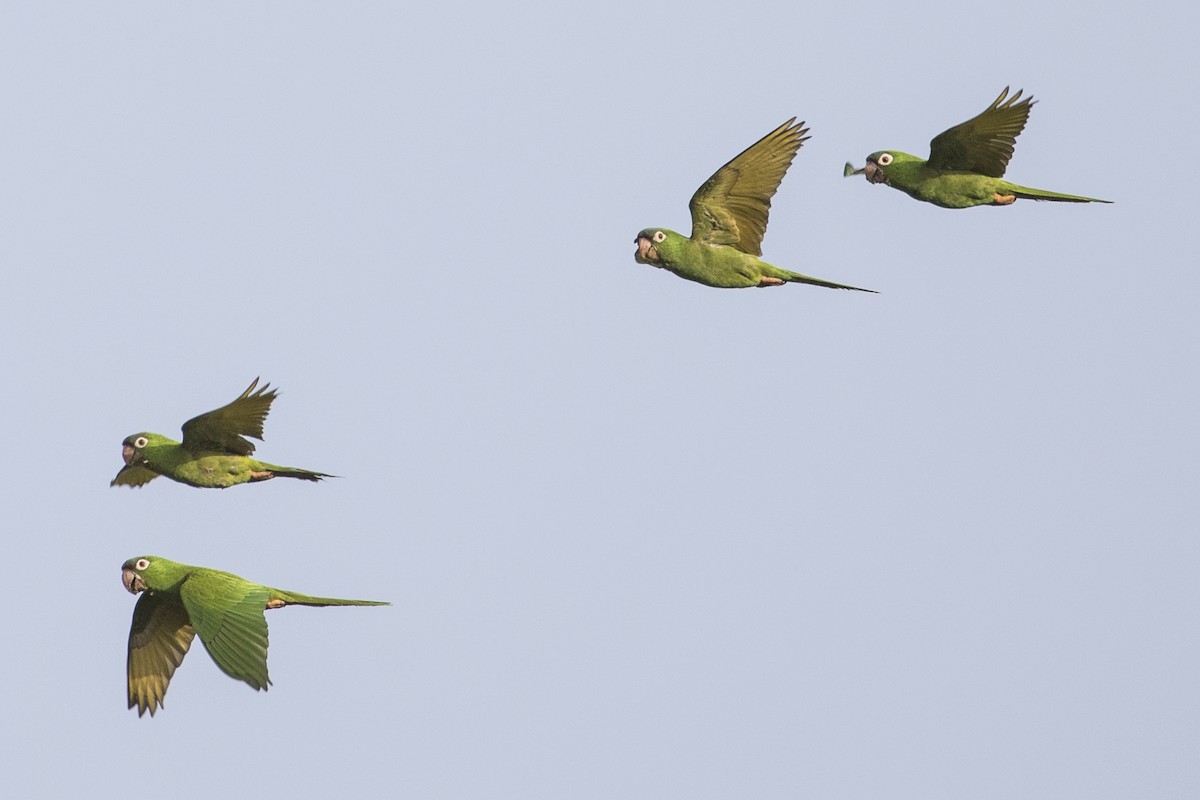 Blue-crowned Parakeet - ML147670281