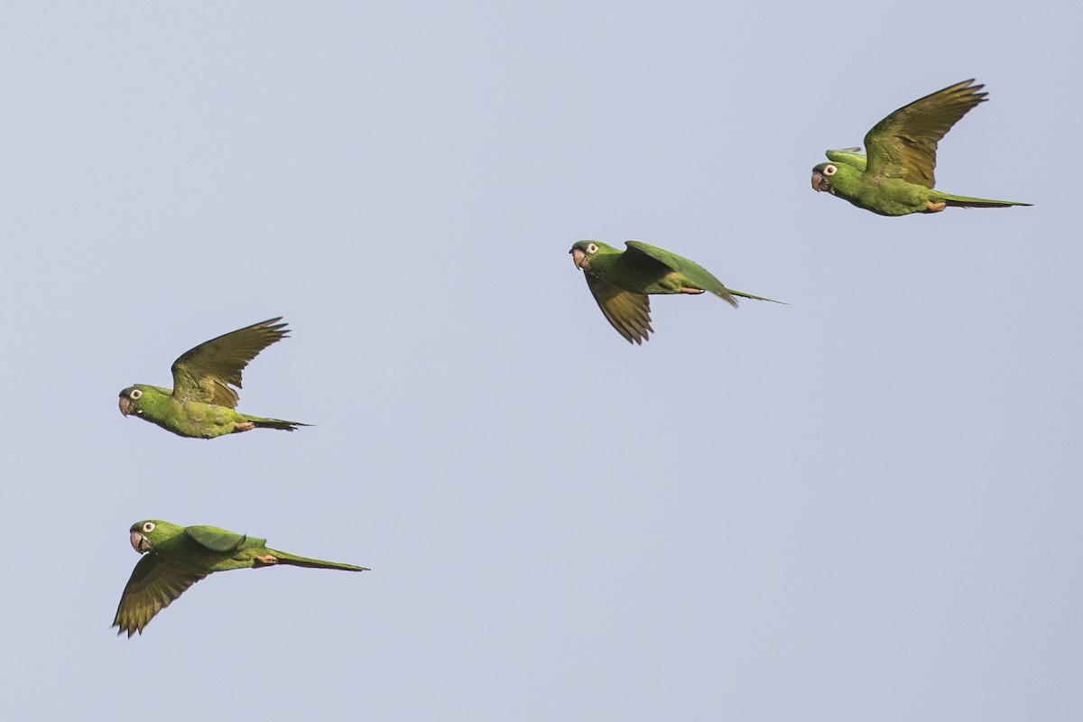 Blue-crowned Parakeet - ML147670291