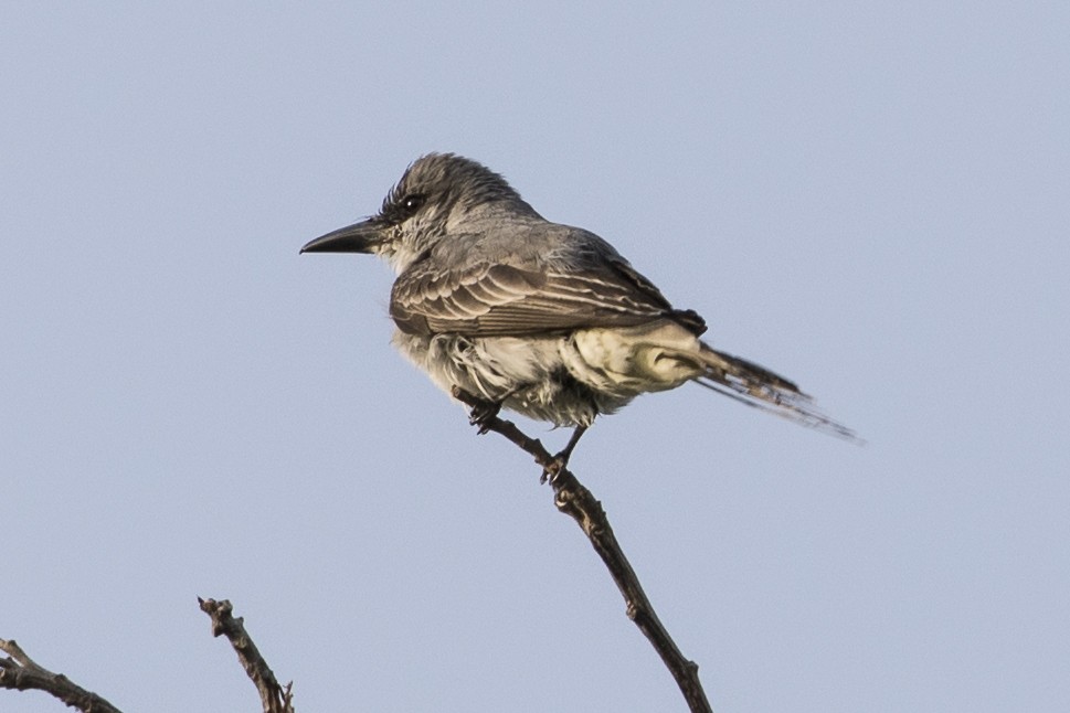 Gray Kingbird - ML147670461