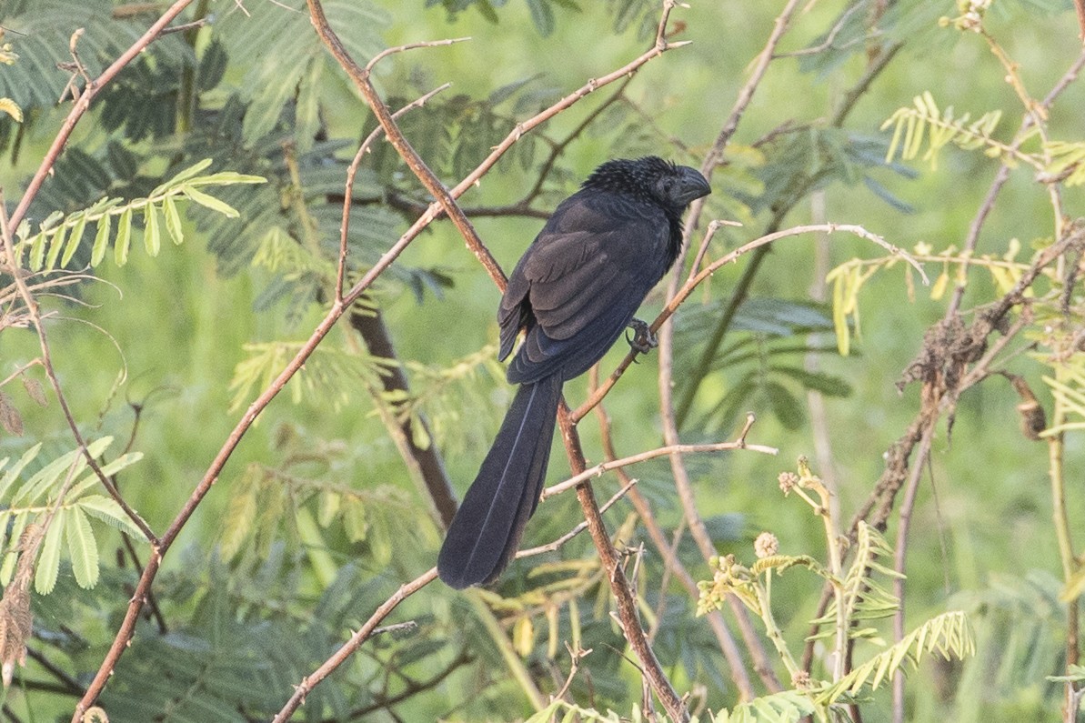 Groove-billed Ani - Robert Lockett