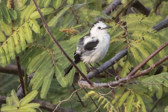 Pied Water-Tyrant - ML147670791