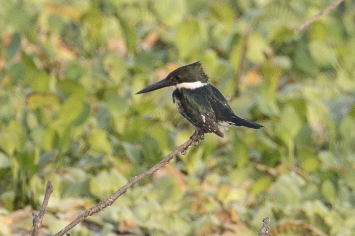 Amazon Kingfisher - ML147671051