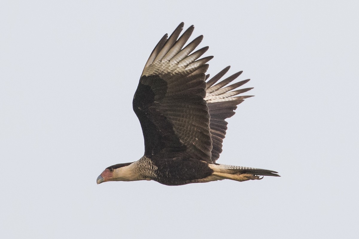 Crested Caracara (Northern) - ML147671261