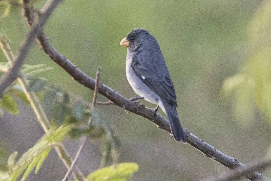 Gray Seedeater - Robert Lockett