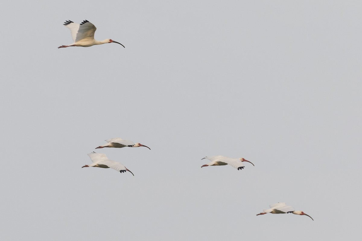 White Ibis - ML147671531