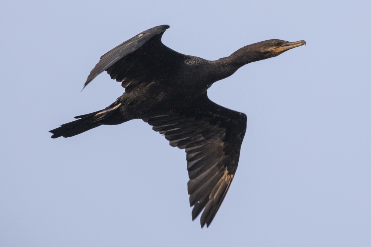 Neotropic Cormorant - ML147671651