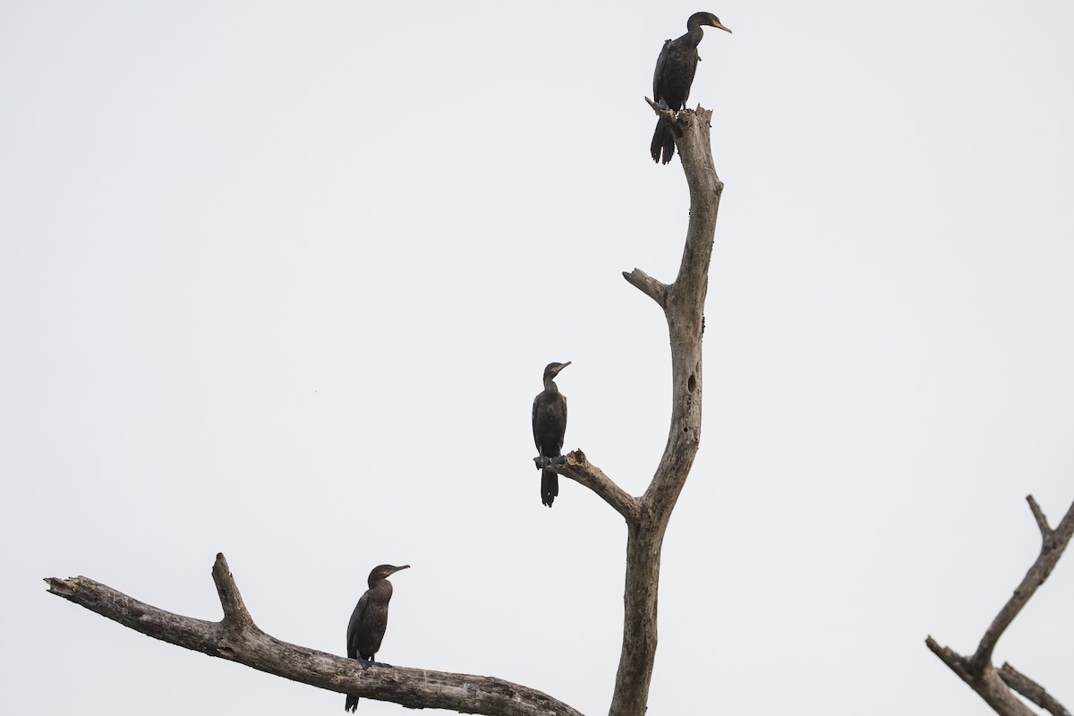 Neotropic Cormorant - Robert Lockett