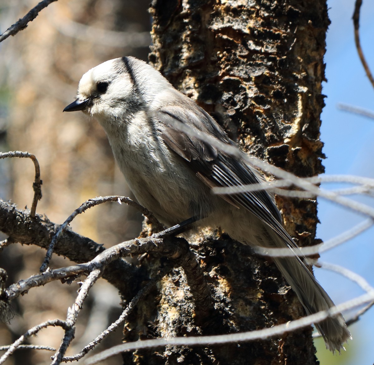 Canada Jay - ML147672161