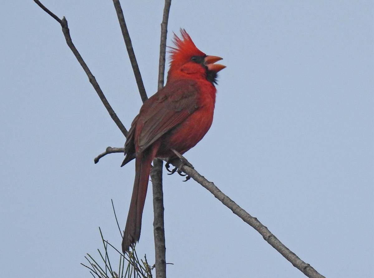 Northern Cardinal - ML147672991