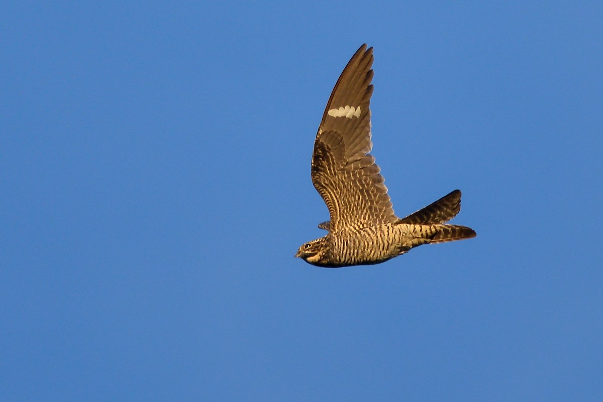 Common Nighthawk - ML147674241