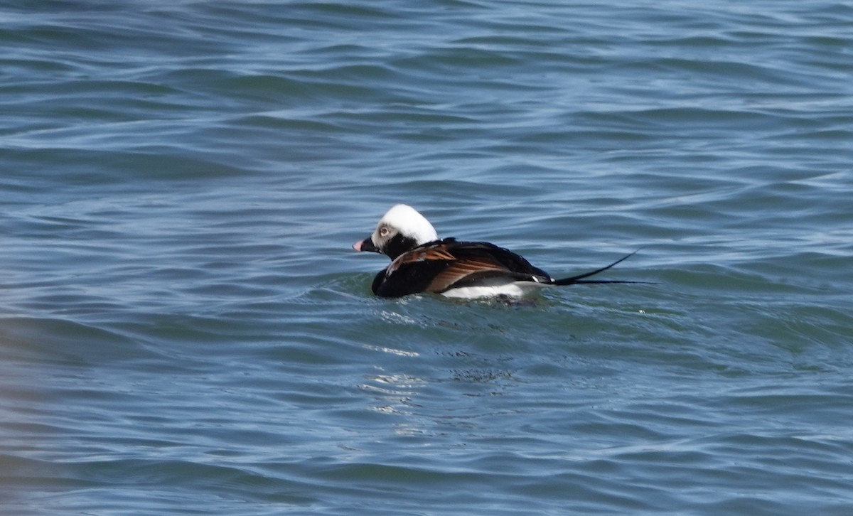 Long-tailed Duck - ML147676561