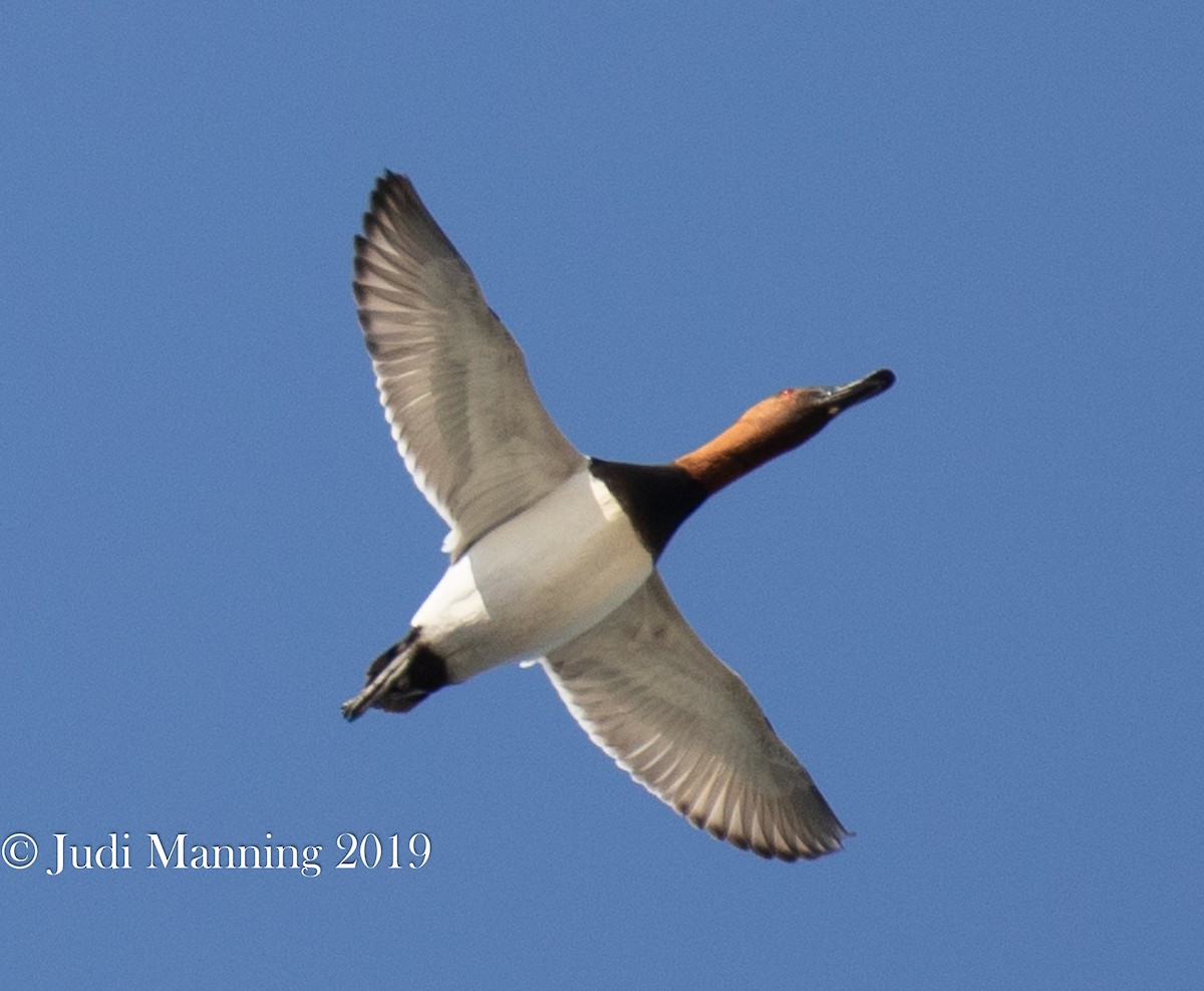 Canvasback - ML147676971