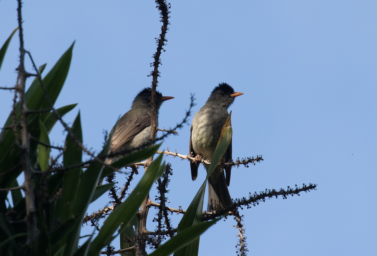 Bulbul des Comores - ML147678311