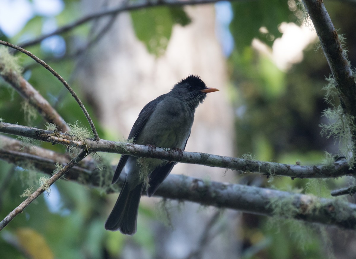 Bulbul des Comores - ML147678331