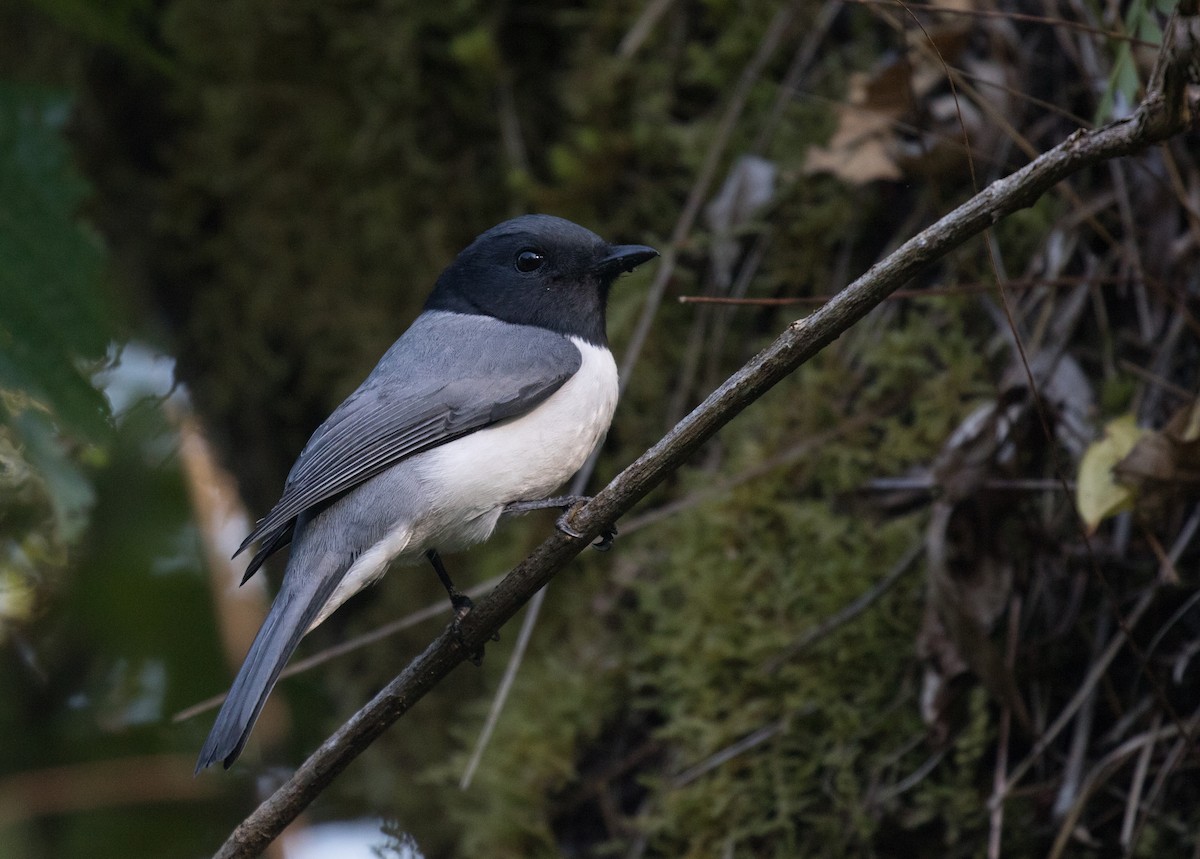 Comoro Cuckooshrike - Ross Gallardy