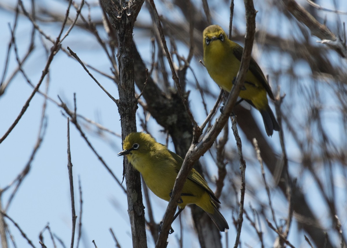 Comoro White-eye - ML147678521