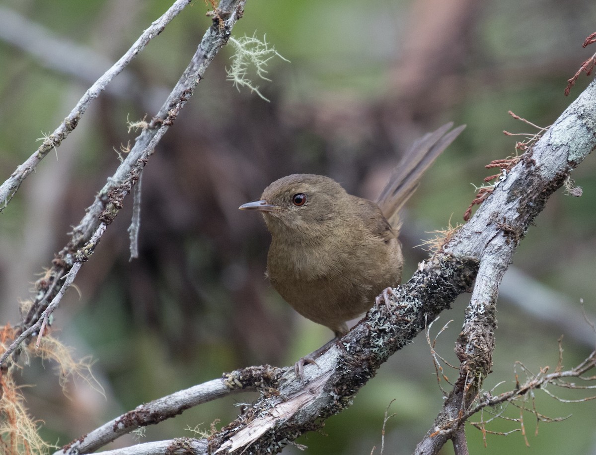 Grande Comore Brush-Warbler - ML147678661