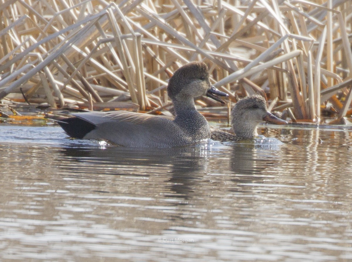 Gadwall - Curt Morgan