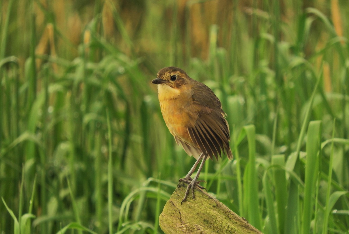 Tawny Antpitta - Gonzalo Millacet