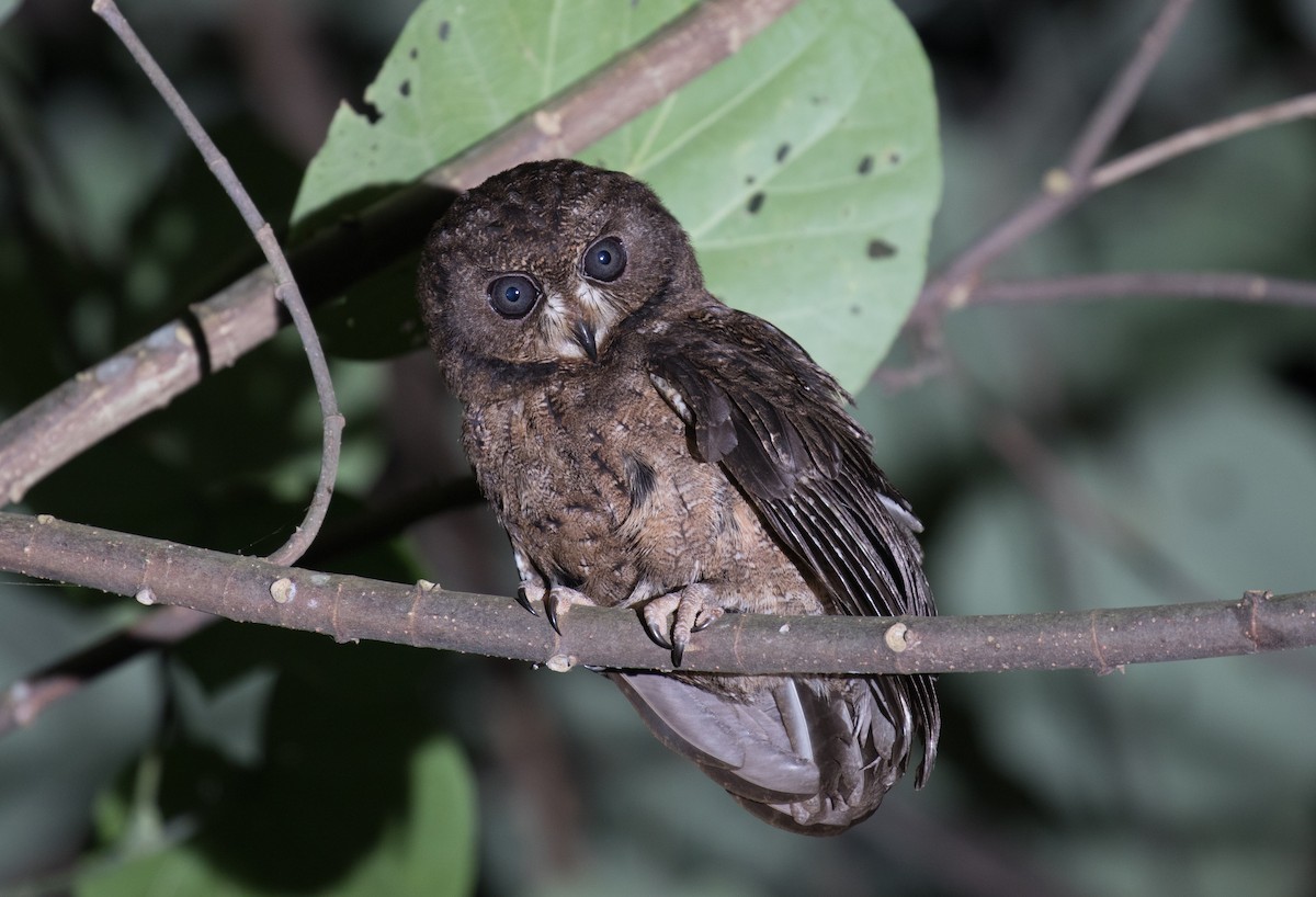 Moheli Scops-Owl - ML147679301