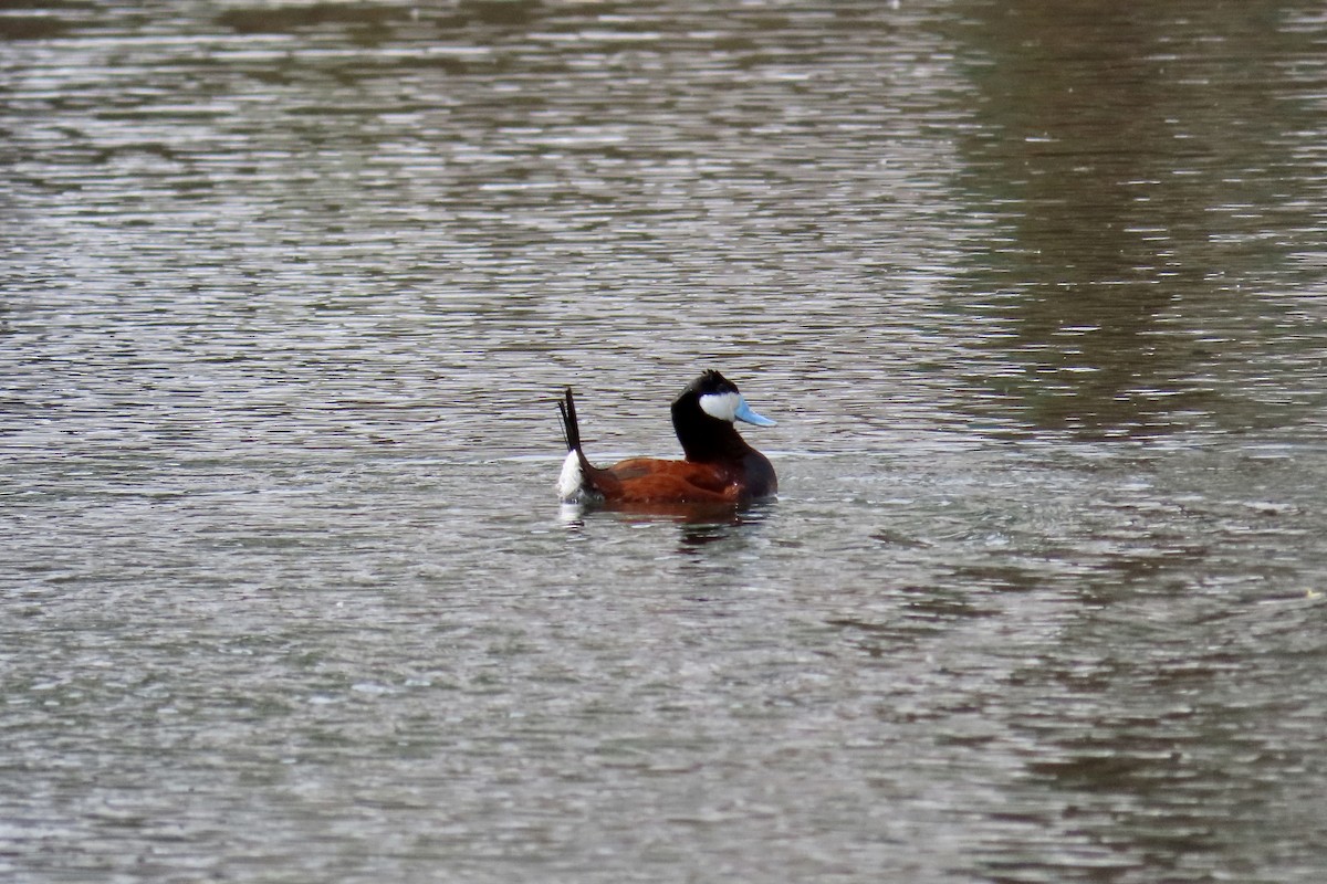 Ruddy Duck - ML147679651