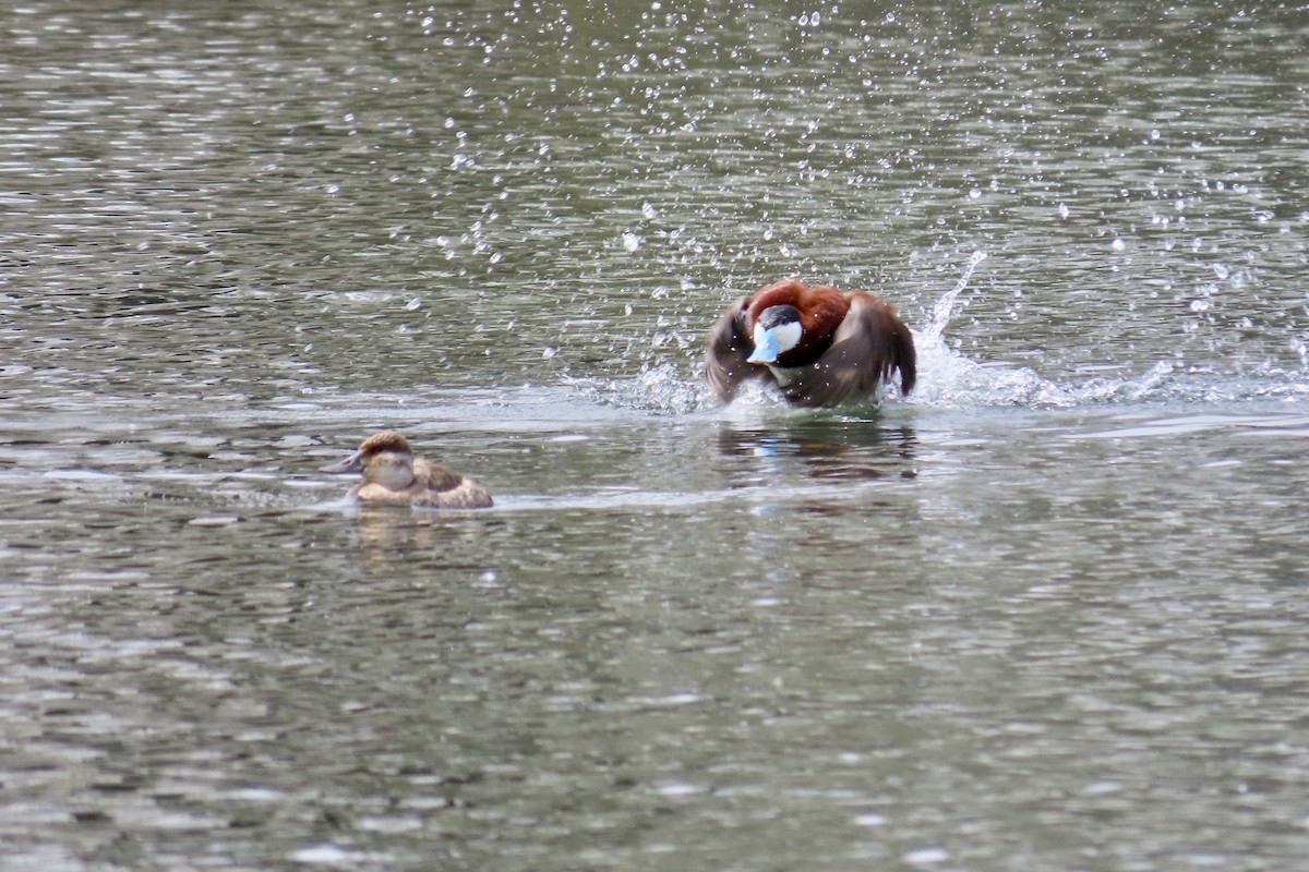 Ruddy Duck - ML147679661