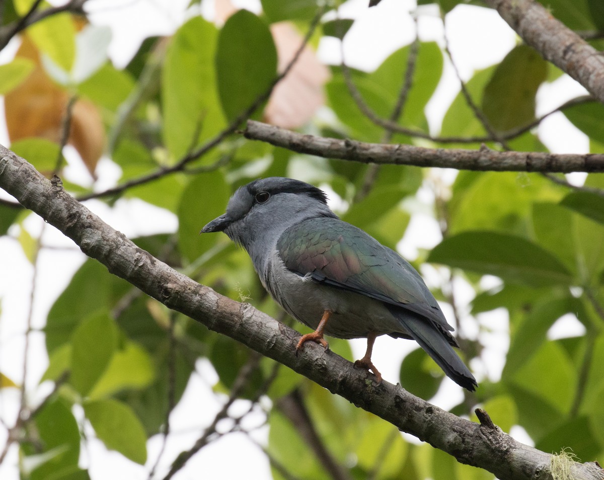 Cuckoo-roller - ML147680011