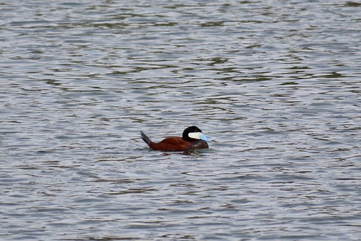 Érismature rousse - ML147680091