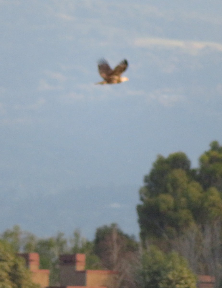 Bald Eagle - ML147680301