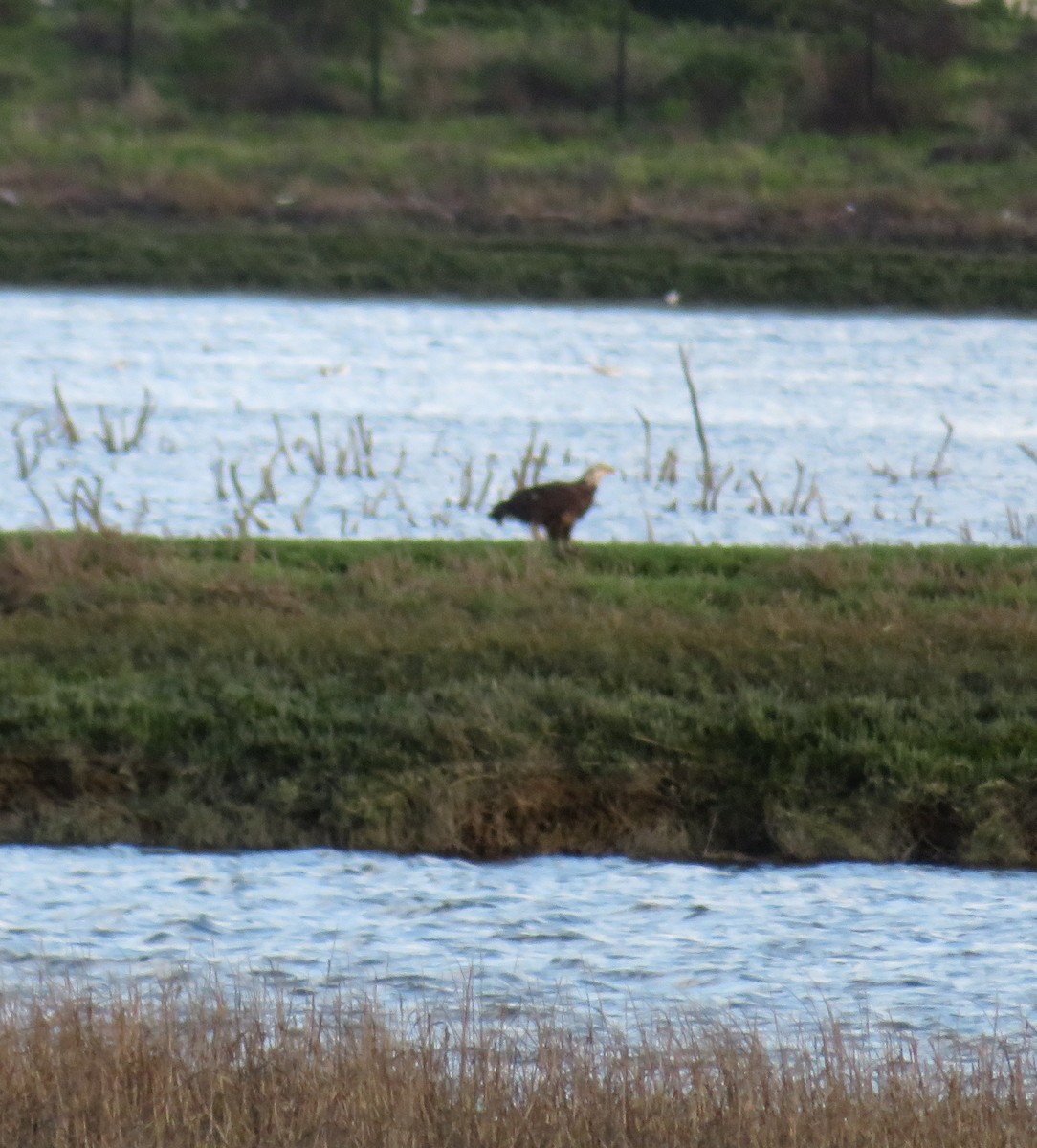 Bald Eagle - ML147680341