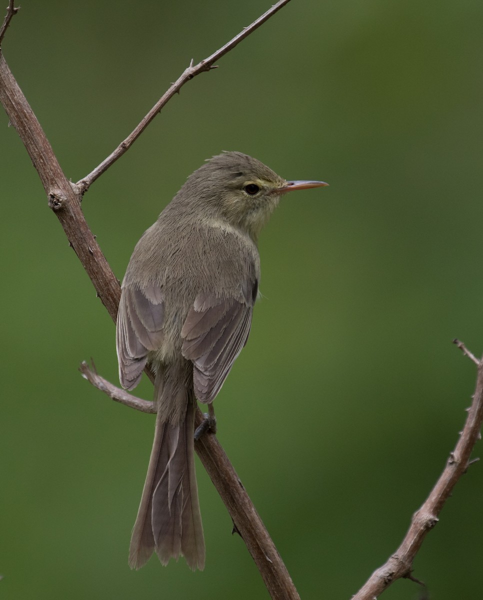 Rodrigues Warbler - Ross Gallardy