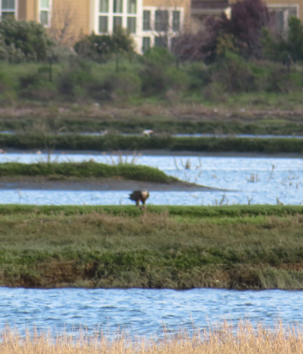 Bald Eagle - ML147680431