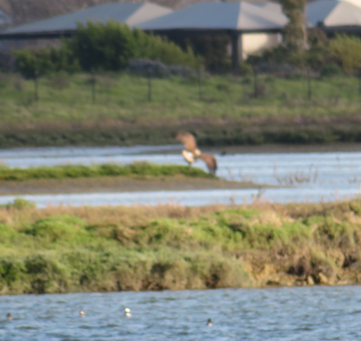 Bald Eagle - ML147680461